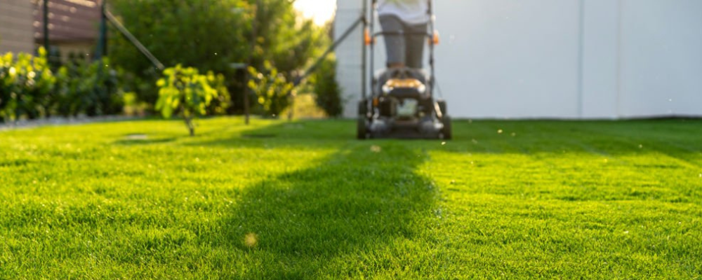 Jak często kosić trawę?