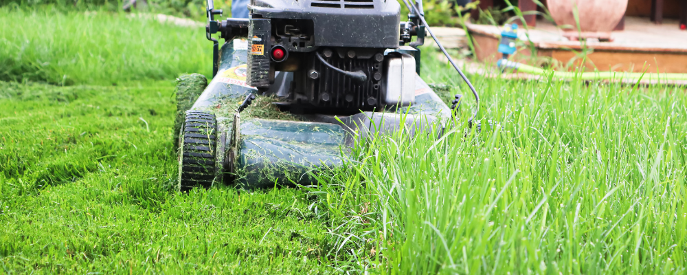 Kiedy kosić trawę? Kompletny poradnik